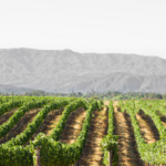 Temecula Wineries