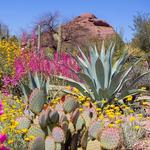 Desert Botanical Garden
