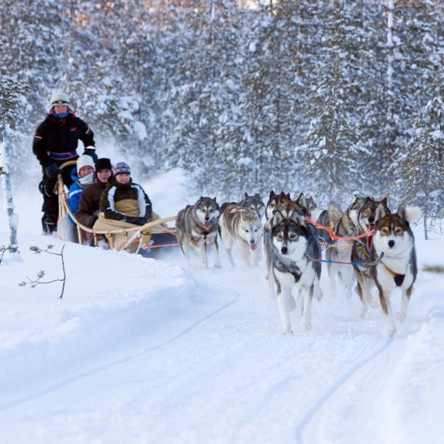 Husky Sledding in Finland