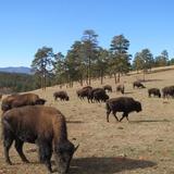 Buffalo Overlook