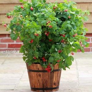 Raspberry Bush