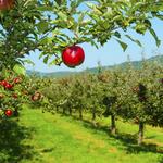 Gizdich Apple Picking