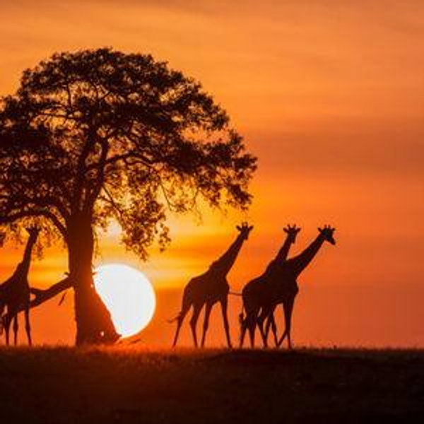 Safari Honeymoon Fund