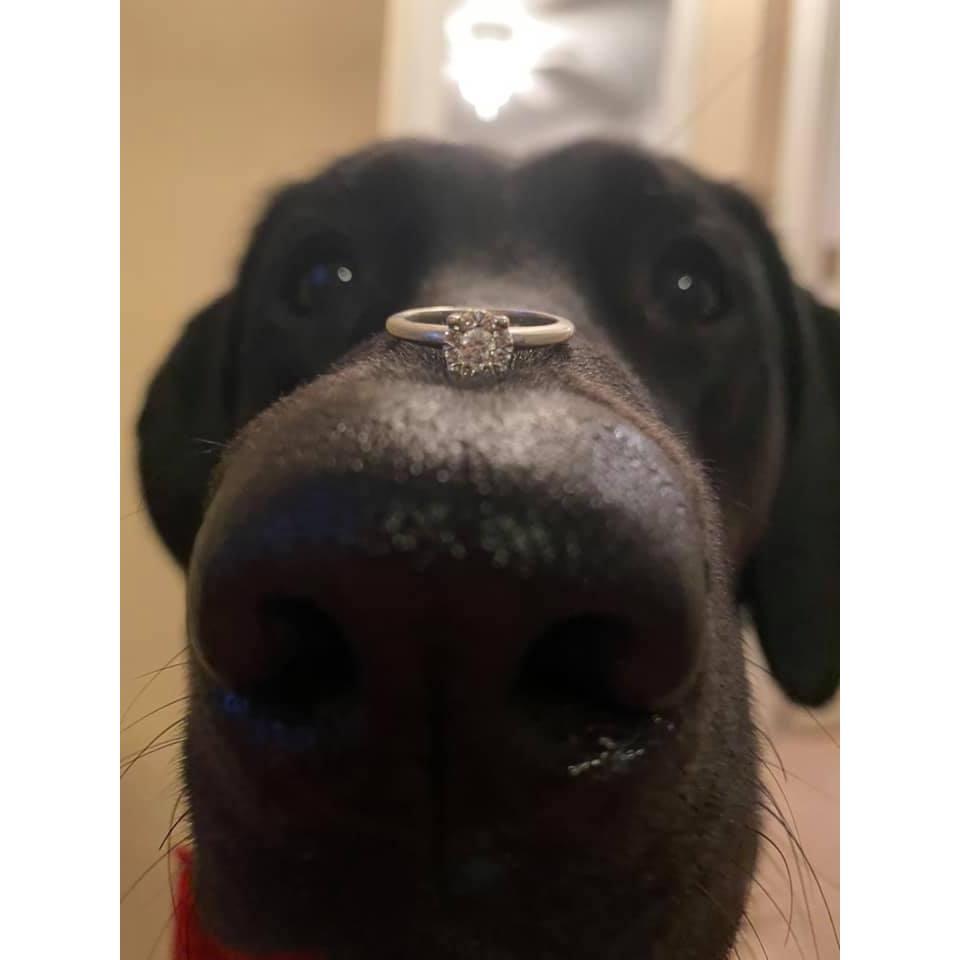 Raven our dog with Shelby's engagement ring.