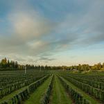 Coastal Black Estate Winery