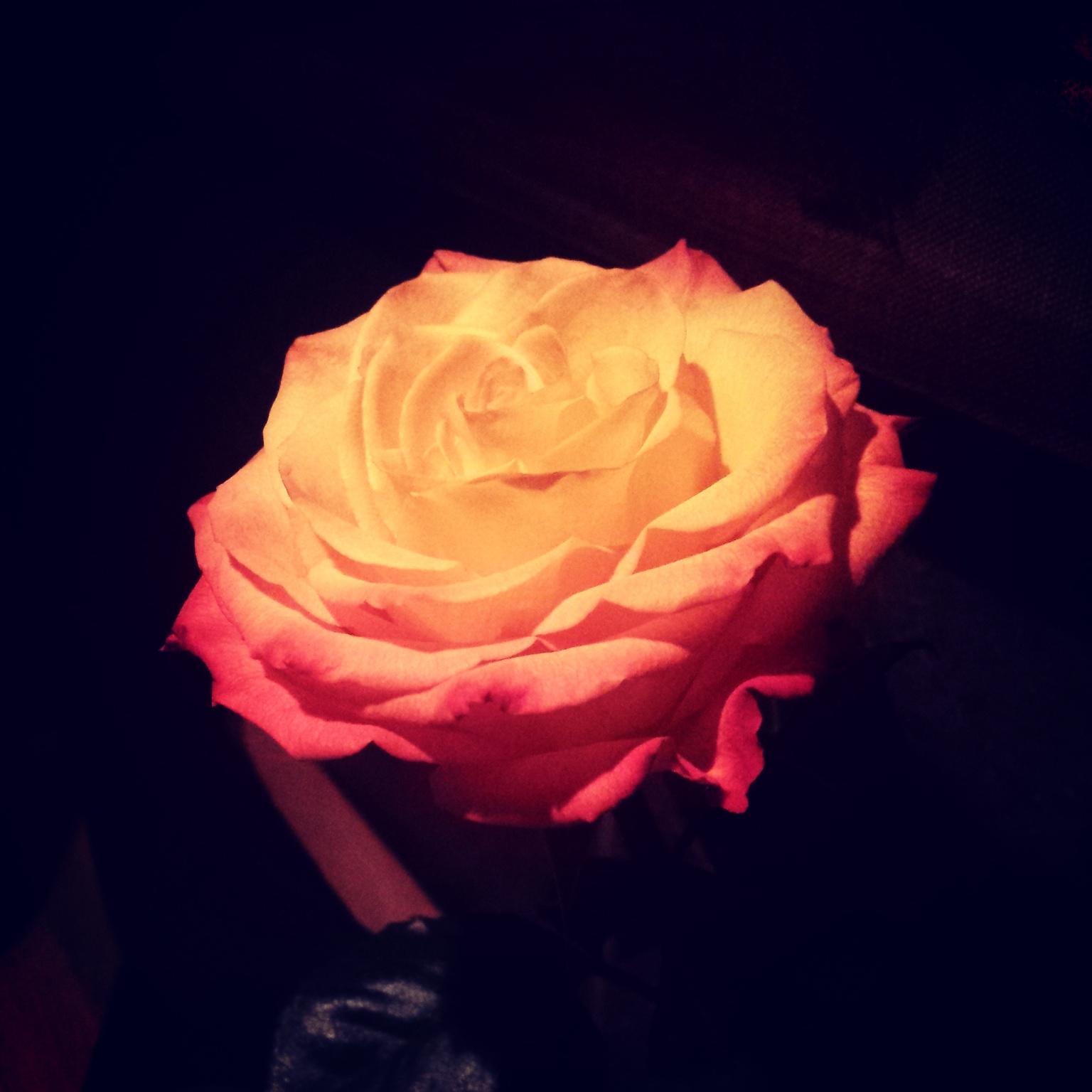 My first rose..lol