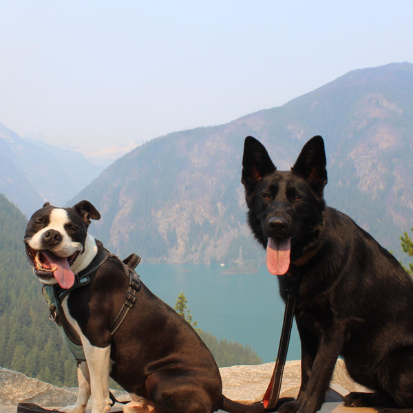 Honeymoon Dog Sitting Fund