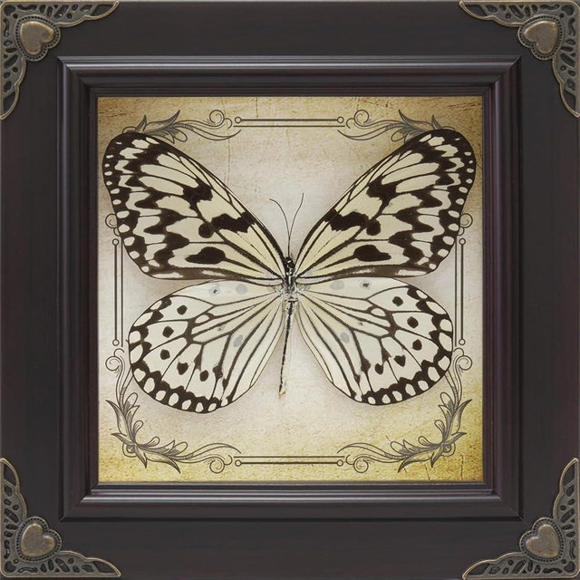 RISDORAY Handmade Real Butterfly Framed with 5 Pieces Gift Set - Gothic Home Decor and Vintage Frame - Butterflies Taxidermy Shadow Box Collection (Paper Kite Butterfly)