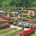 Tyler Rose Garden
