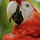 Macaw Mountain Bird Park & Nature Reserve