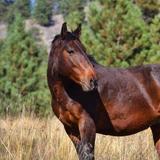 Wild Horse Island