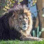 Lincoln Park Zoo
