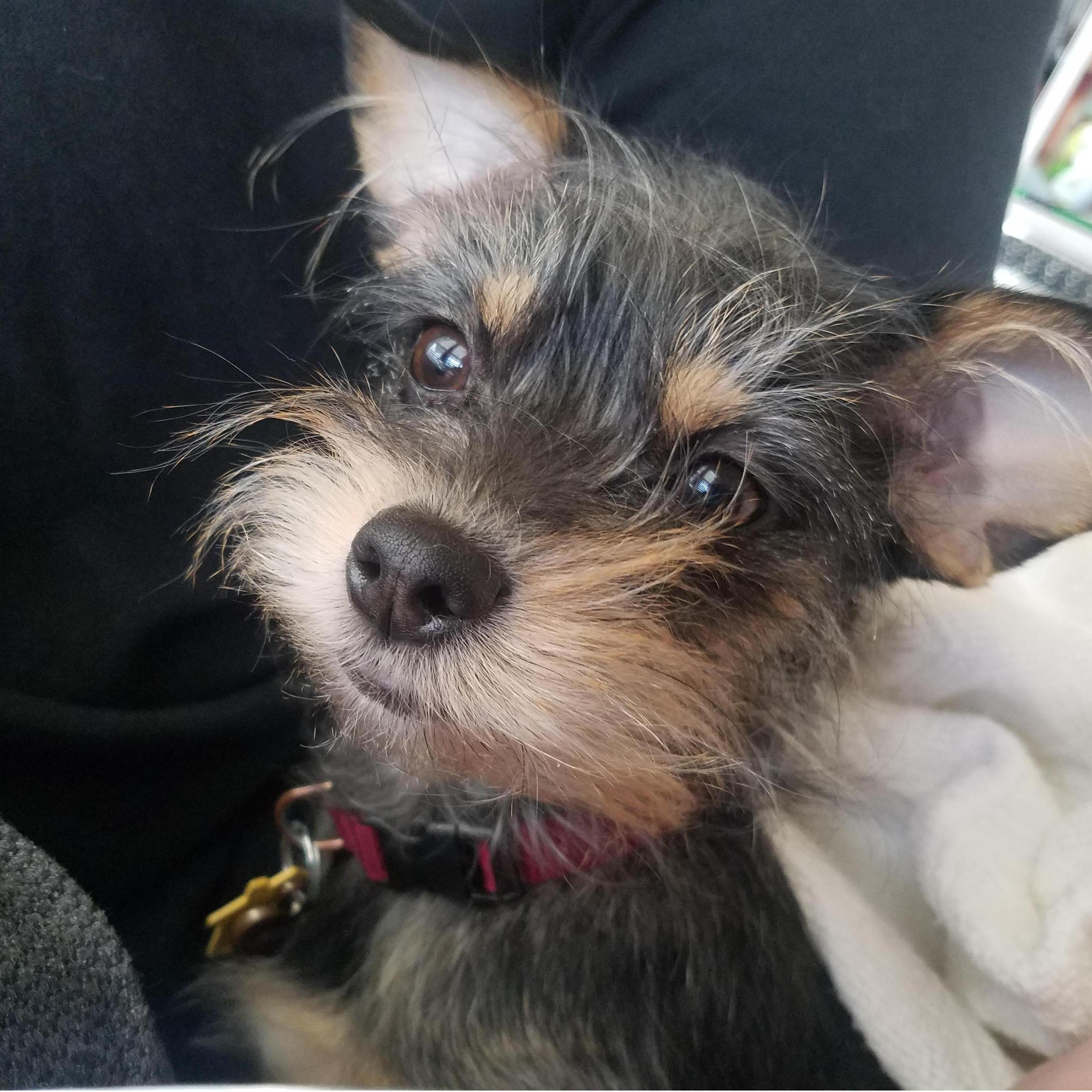 Our fur baby, looking very roofled after a good nap.