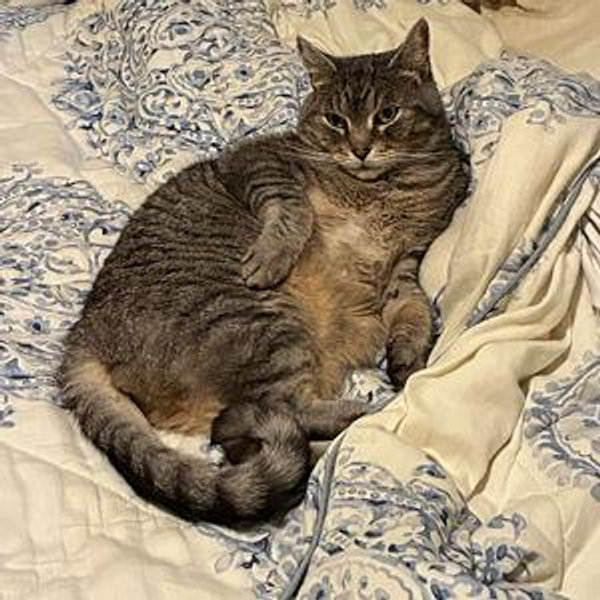 Queen-sized bed