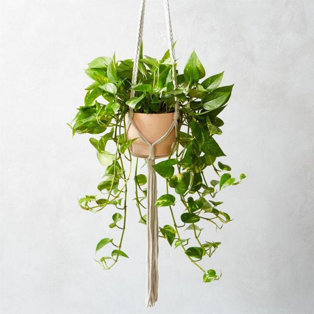 Macramé Plant Holder