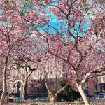 Fort Greene Park