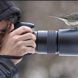 Birding Camera Gear