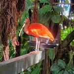 Moody Gardens