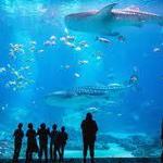 Georgia Aquarium