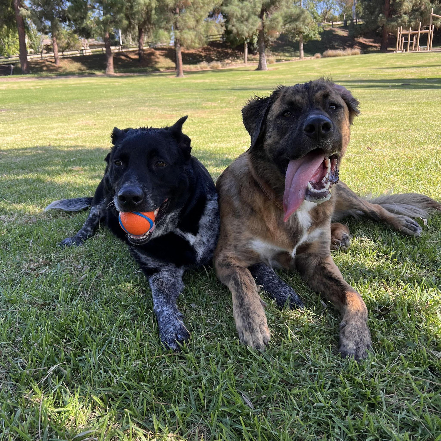 Our children! We love our fur babies.
