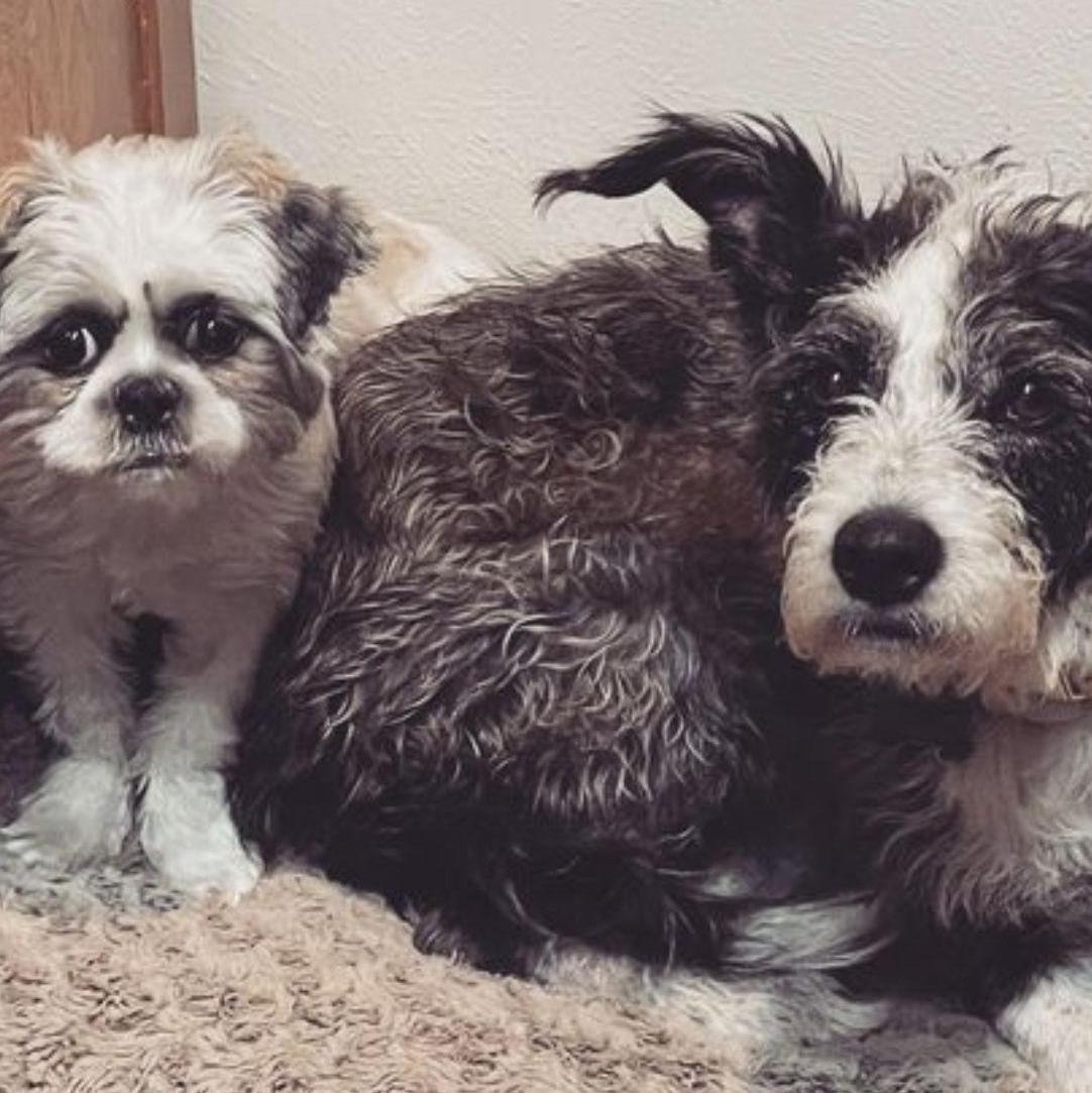 Our babies Bruce and Luna!