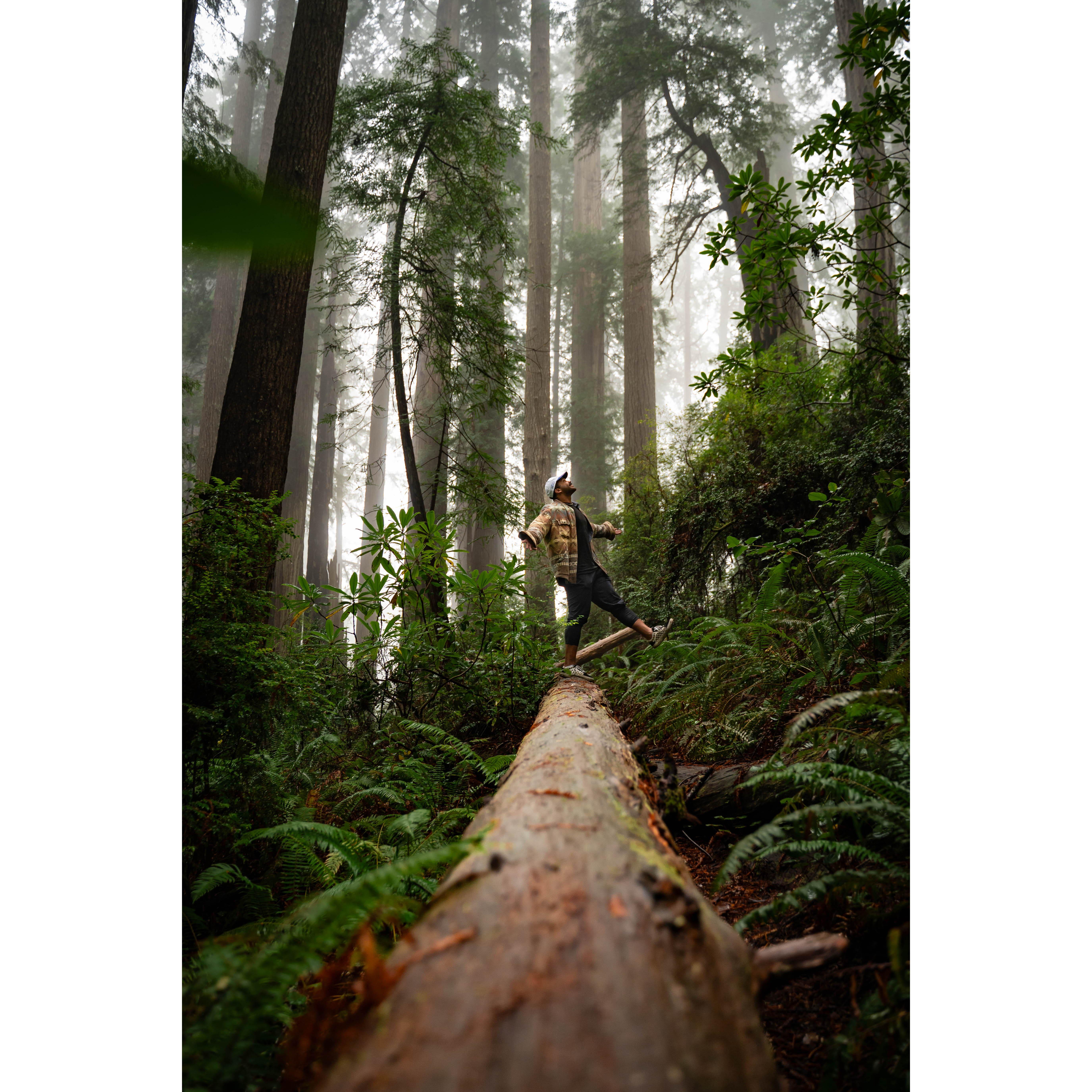 Redwood National Park, CA