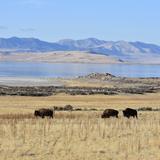 Antelope Island State Park