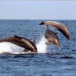 Nags Head Dolphin Watch