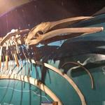 Cape Cod Museum Of Natural History