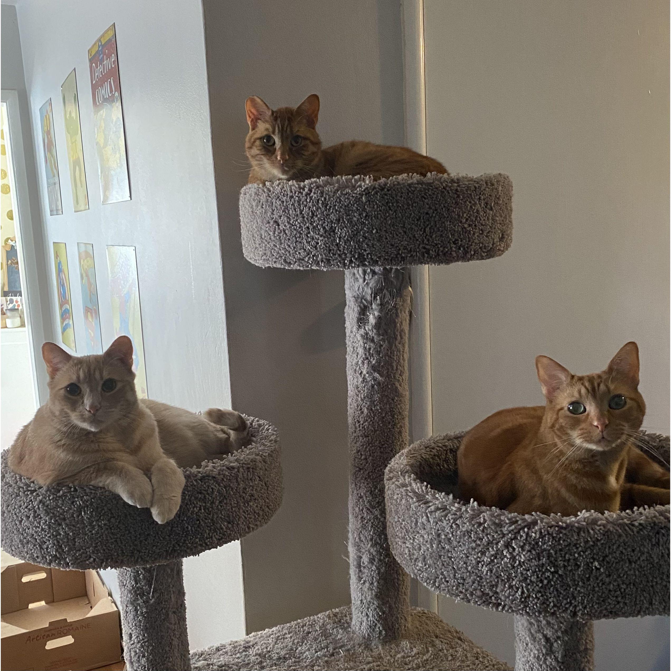 George (top), Hunter (left), Mango (right)