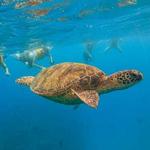 Hawaii Turtle Tours