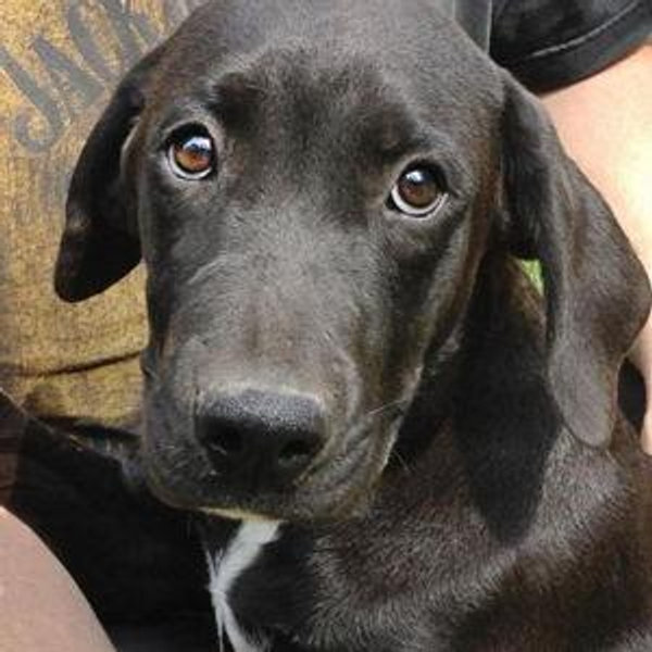 Our New Puppy