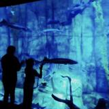 Downtown Aquarium
