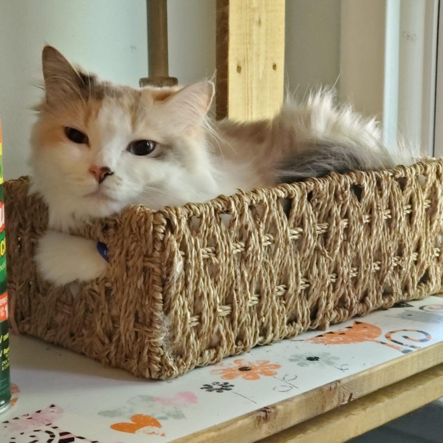 Elsa