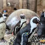 Long Island Aquarium