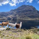 Parque Nacional Cajas