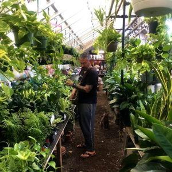 Open-ended: House Plants