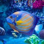 Newport Aquarium