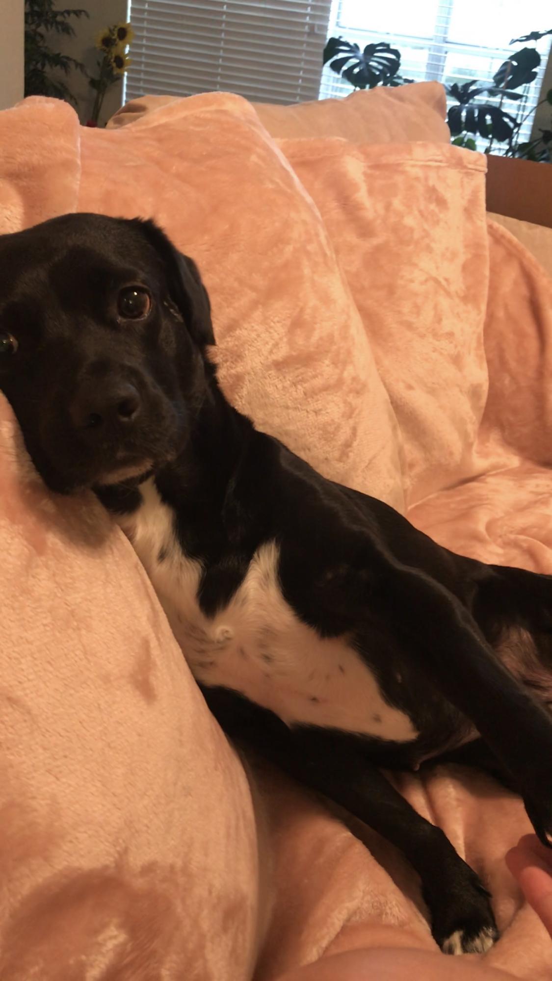 Sage, our fur baby, might be there at the wedding! Make sure to formally introduce yourself first! She’s friendly just not right away :)