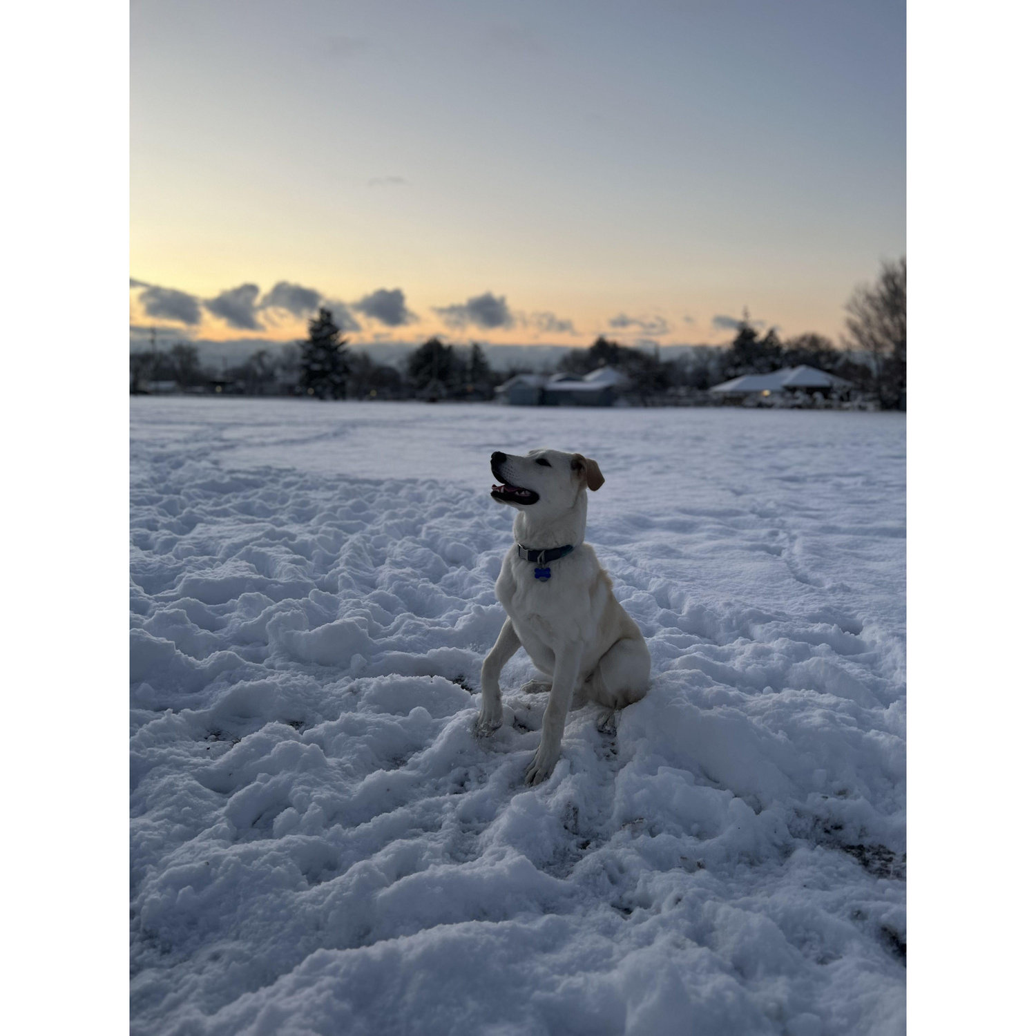 Moose the Snow Dog.