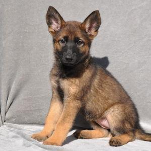 Service Animal Training Fund