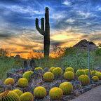 Desert Botanical Garden