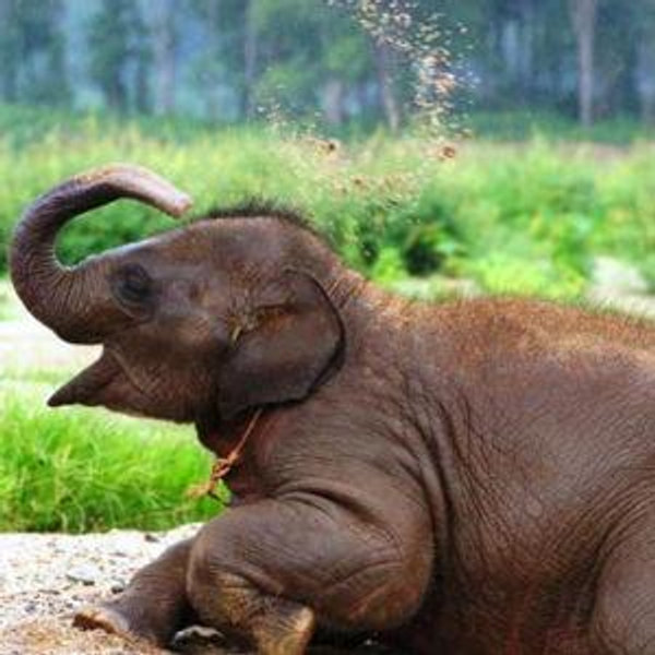 🐘 Phuket Ethical Elephant Jungle Sanctuary Day