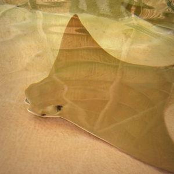 Swimming with Rays & Water sports On Our Honeymoon