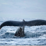 Whale Watching