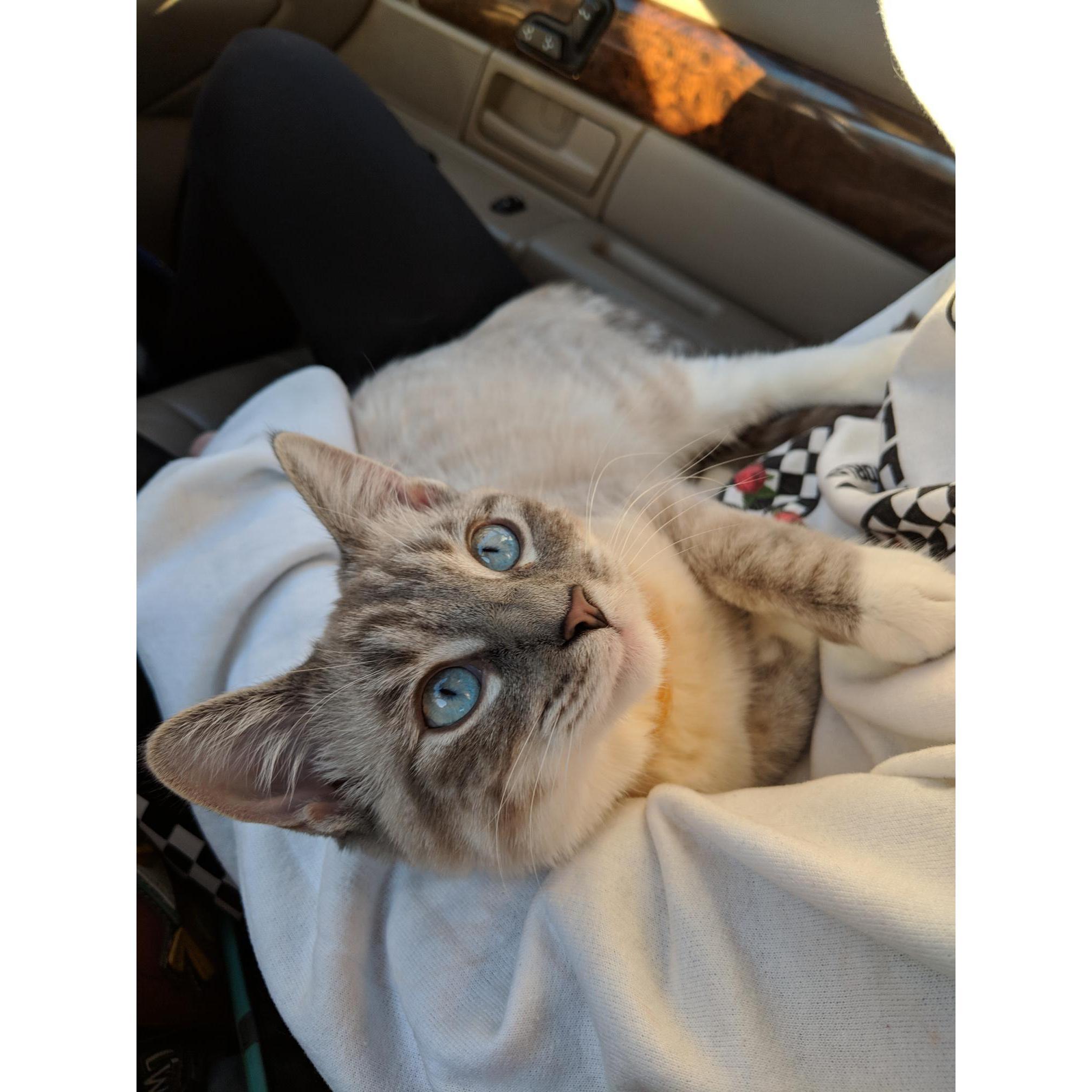 Aaron and Kim's very lovable kitten, Pearl, who has helped the two cope with being separated for long periods of time.