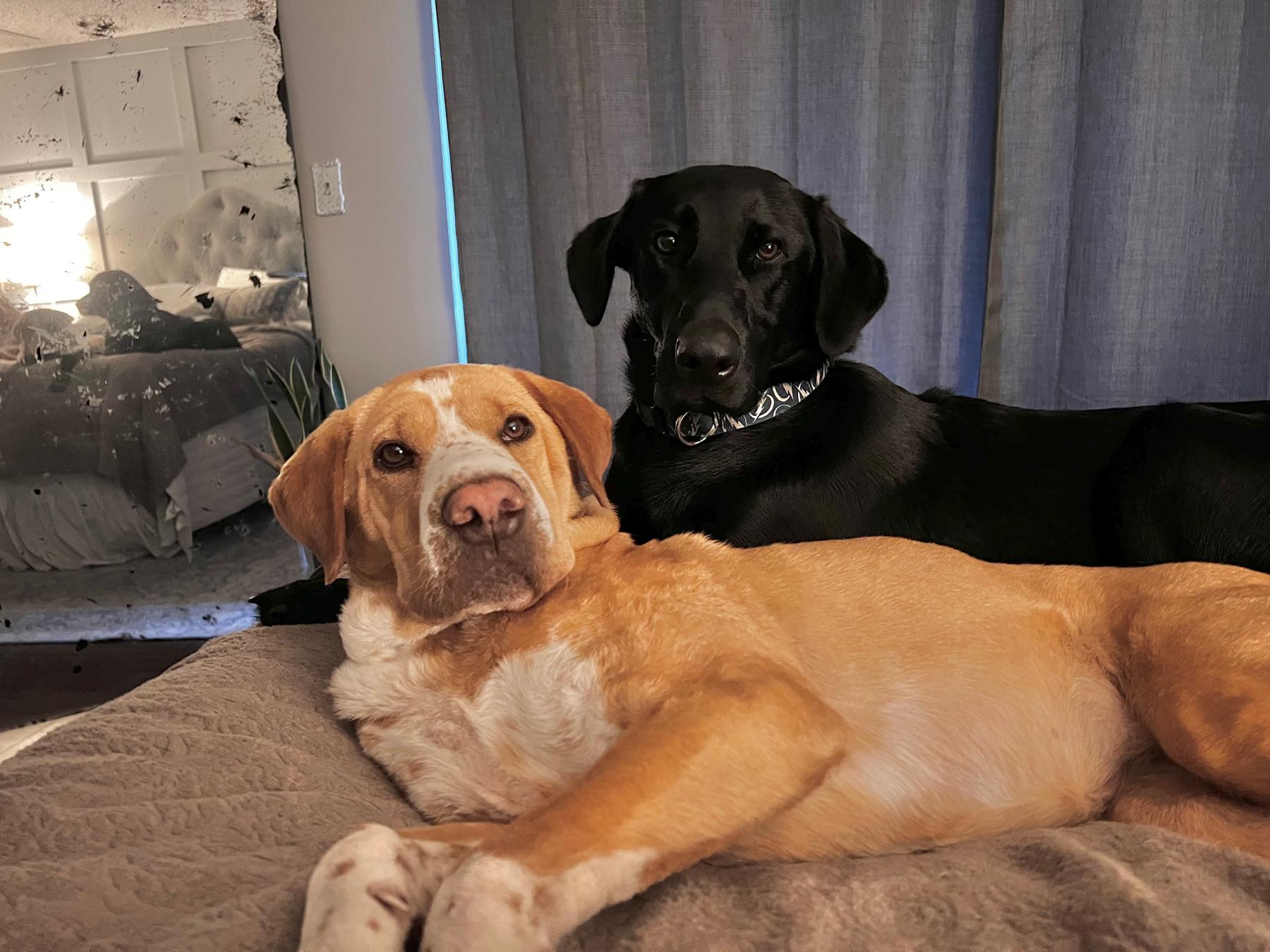 Sunni Biscuit & Remi Banks- our fur babes
