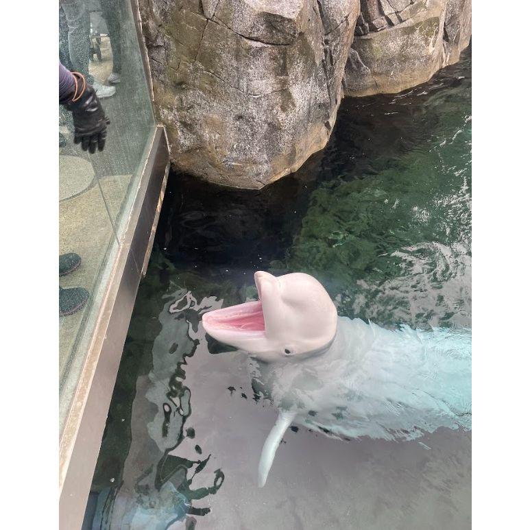 Mystic Aquarium | Christmas 2024