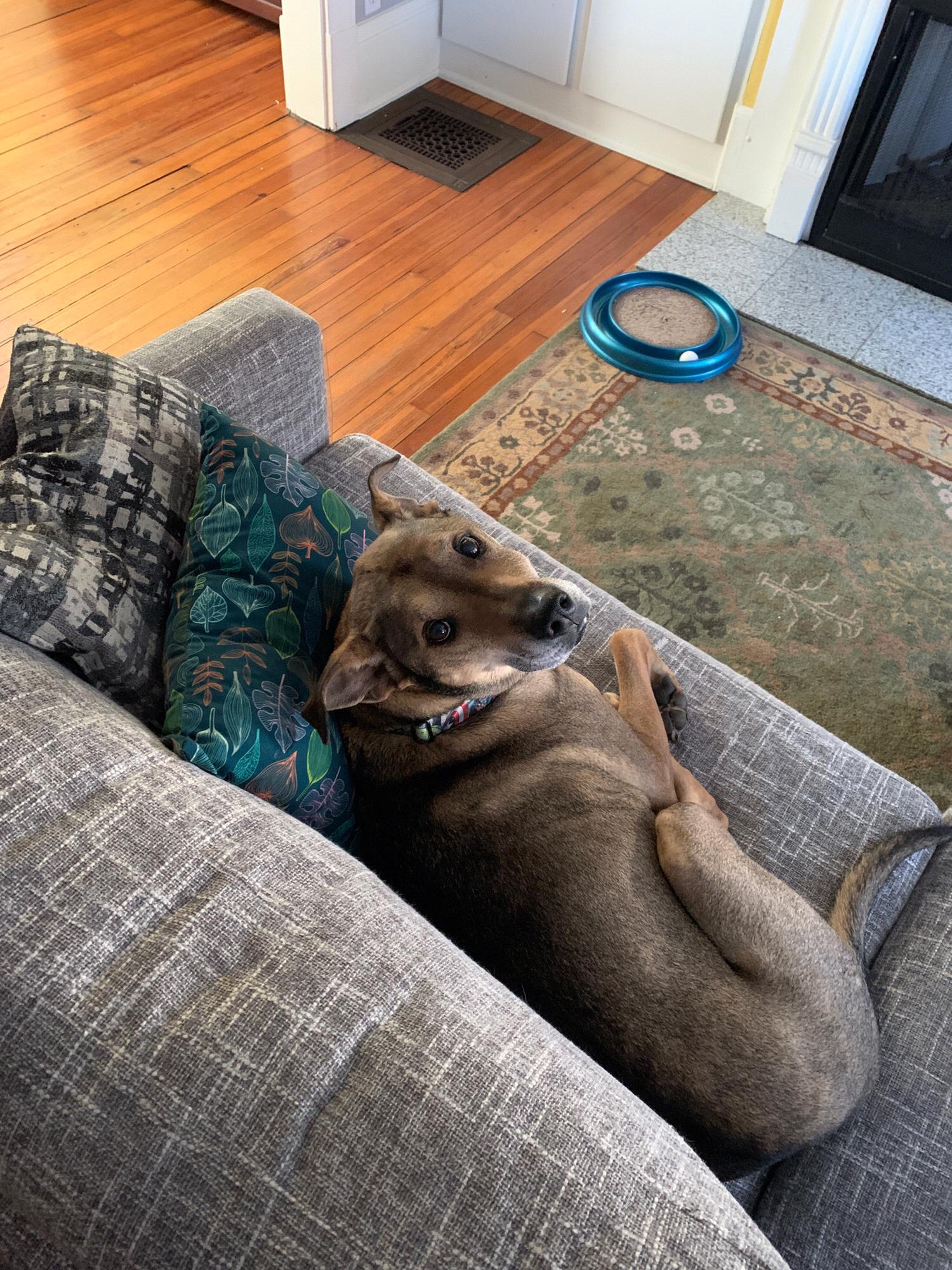 Amicus making himself at home in our NEW home!