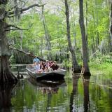 Honey Island Swamp Tours